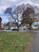 21st Nov 2024 - Tree (Y Shaped)