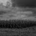 Harvest Time-2 by darchibald