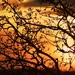 Fiery Sunset