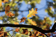 22nd Nov 2024 - Oak Leaves