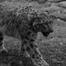 Mama Cat
