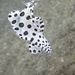 Juvenile Barramundi Cod