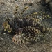 Lion Fish