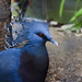 Zoo Bird