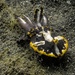 Flamboyant cuttlefish