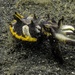 Flamboyant cuttlefish
