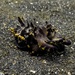 Flamboyant cuttlefish