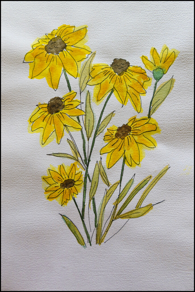 Black Eyed Susans - Watercolour by leggzy