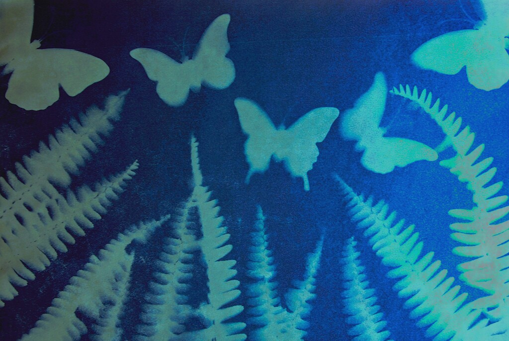 Butterfly Bush  by photohoot