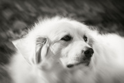 27th Nov 2024 - Sugar Enjoying the Cool Temps