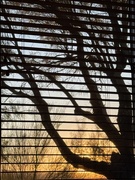 28th Nov 2024 - Good Morning Sunshine