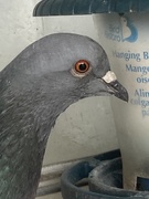 28th Nov 2024 - Brave Pigeon
