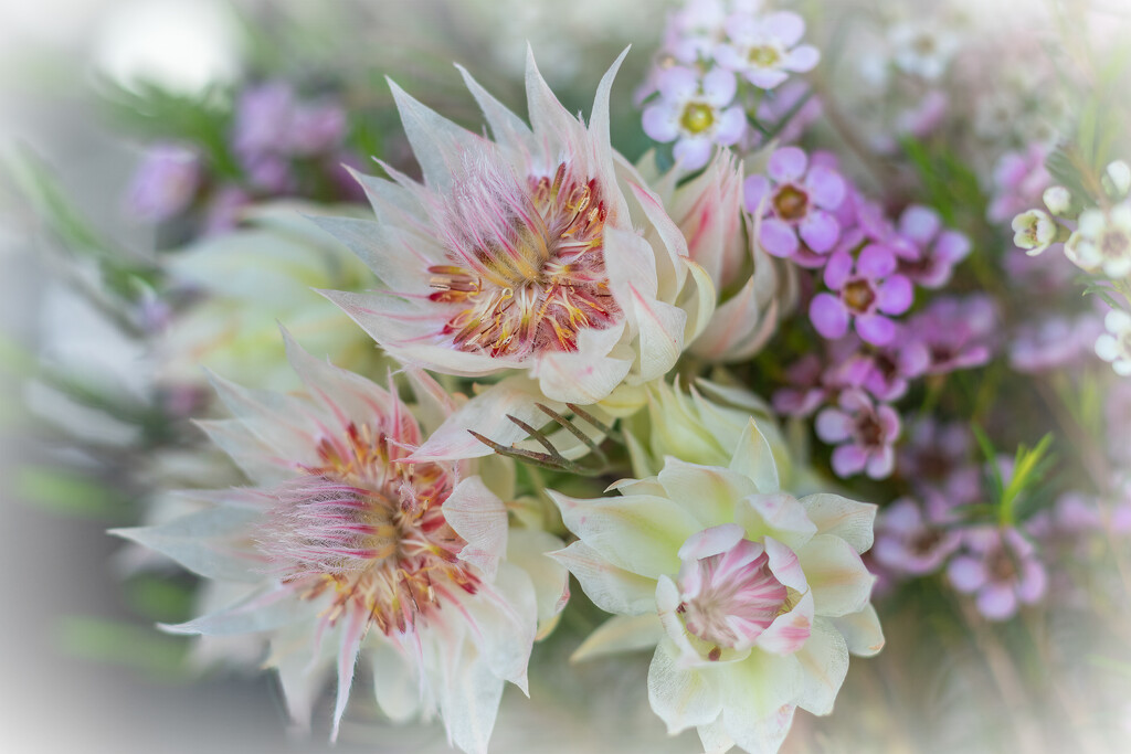 Wildflowers by ludwigsdiana