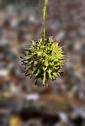 29th Nov 2024 - Sweet Gum Ball