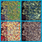 30th Nov 2024 - Snow Collage