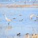 Bosque del Apache in the fall.
