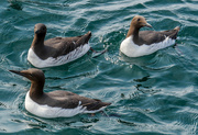 1st Dec 2024 - Guillemots