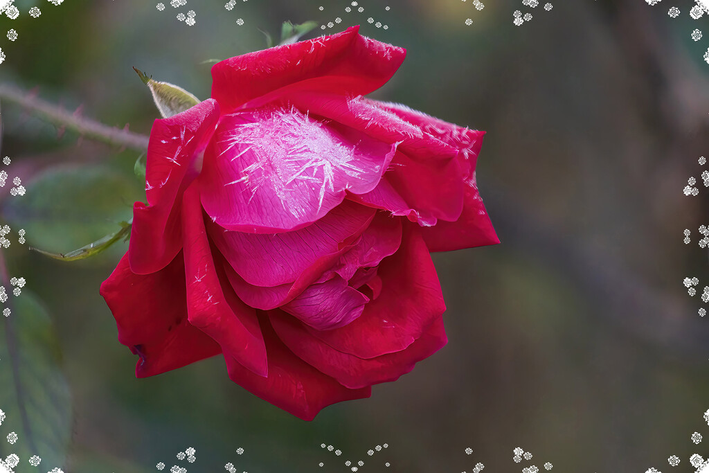 Frosted Rose 1 by k9photo