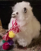 1st Dec 2024 - Forgot to photograph my floofy souvenir