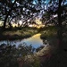 Marsh creek at sunset by congaree