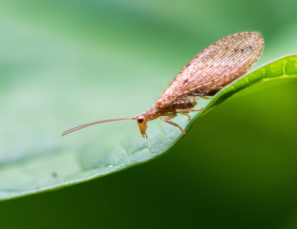 Tasman lacewing by yaorenliu