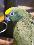 2nd Dec 2024 - It's a great day to be a fiftysomething parrot...