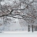 Beautiful snowy morning by fayefaye