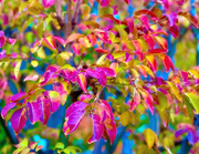 3rd Dec 2024 - The Heart of Autumn