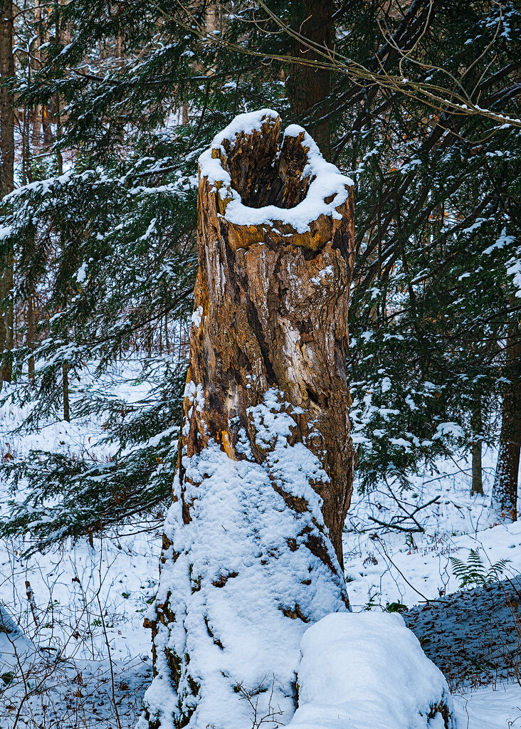 A Rim of Snow on a Hollow Tree by toddmarsh