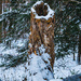 A Rim of Snow on a Hollow Tree