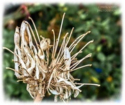 4th Dec 2024 - Remains Of An Agapanthus