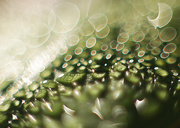 2nd Dec 2024 - More bokeh than you can shake a stick at