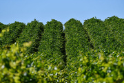 5th Dec 2024 - Summer in the vines