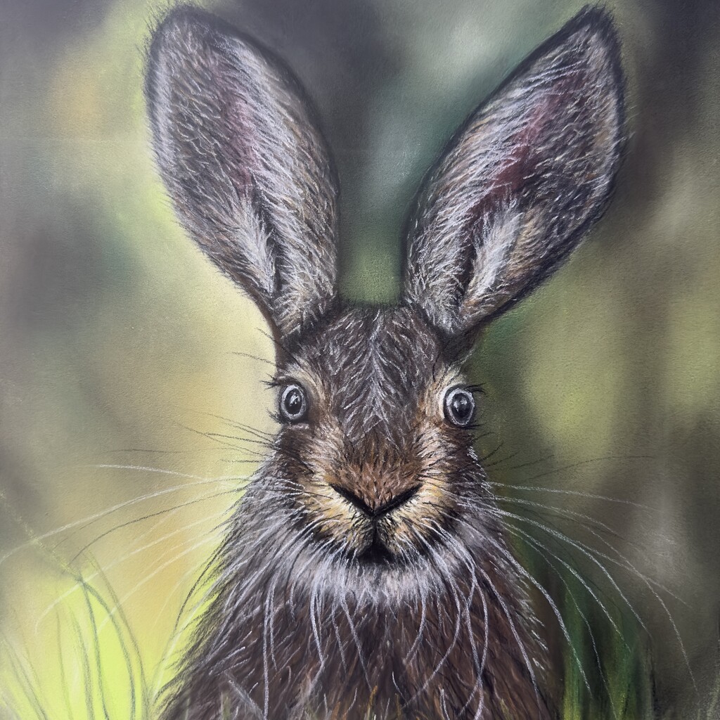 Startled Hare by shepherdmanswife