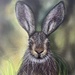 Startled Hare