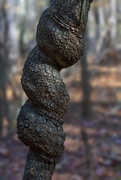 5th Dec 2024 - Twisted