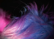 5th Dec 2024 - This Fluffy Pom Pom is Magical