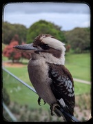 6th Dec 2024 - Christmas Kookaburra 