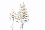 6th Dec 2024 - Grasses
