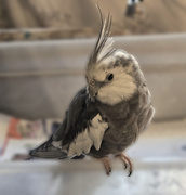 6th Dec 2024 - Boobear the 28 year old Cockatiel is beta testing today