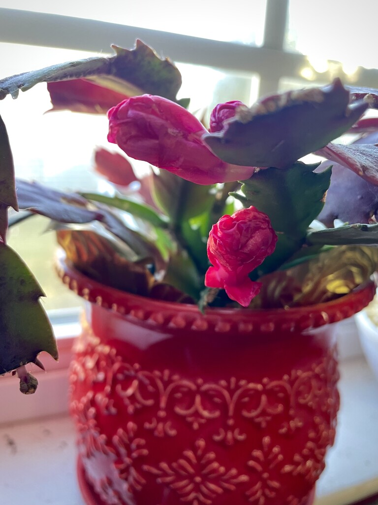 Christmas cactus blooms  by homeschoolmom