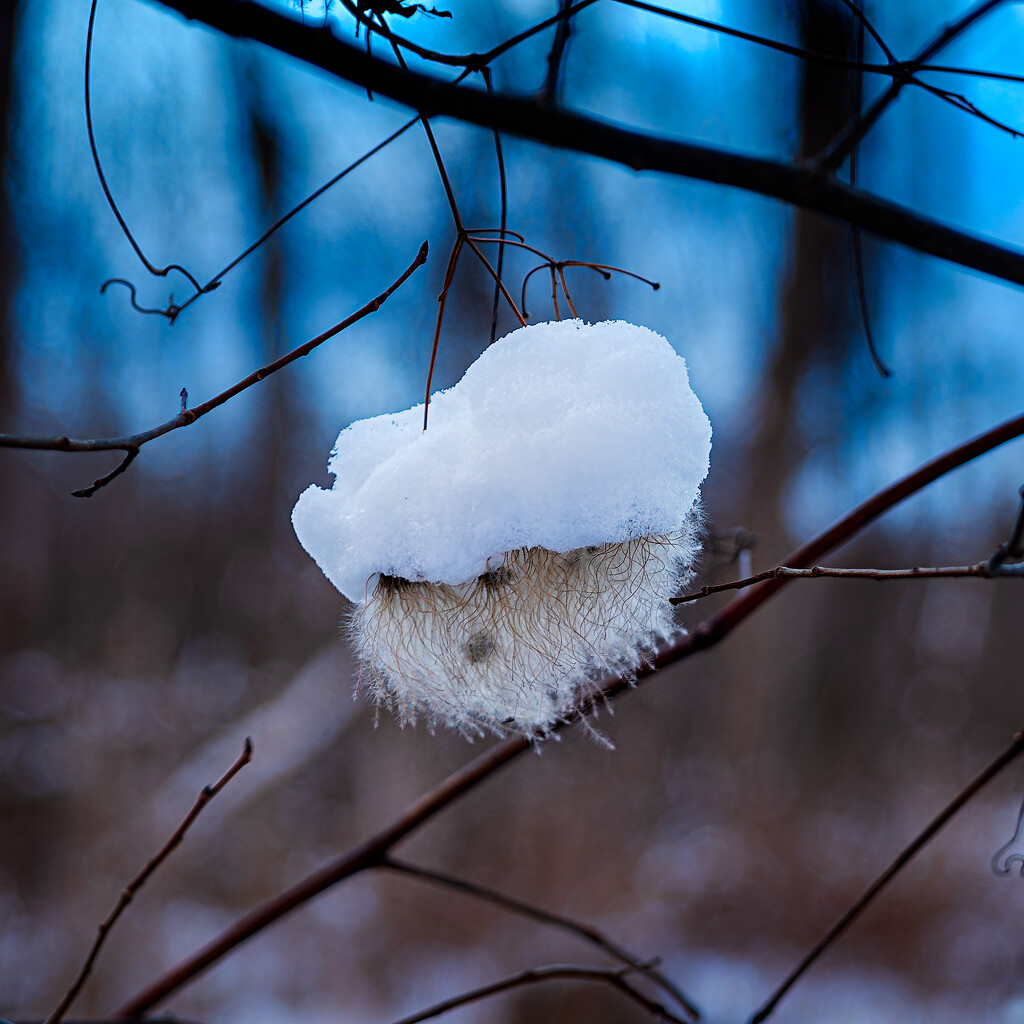 Abominable Snowman Clematis by toddmarsh