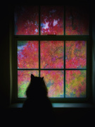 7th Dec 2024 - To Sit And Watch