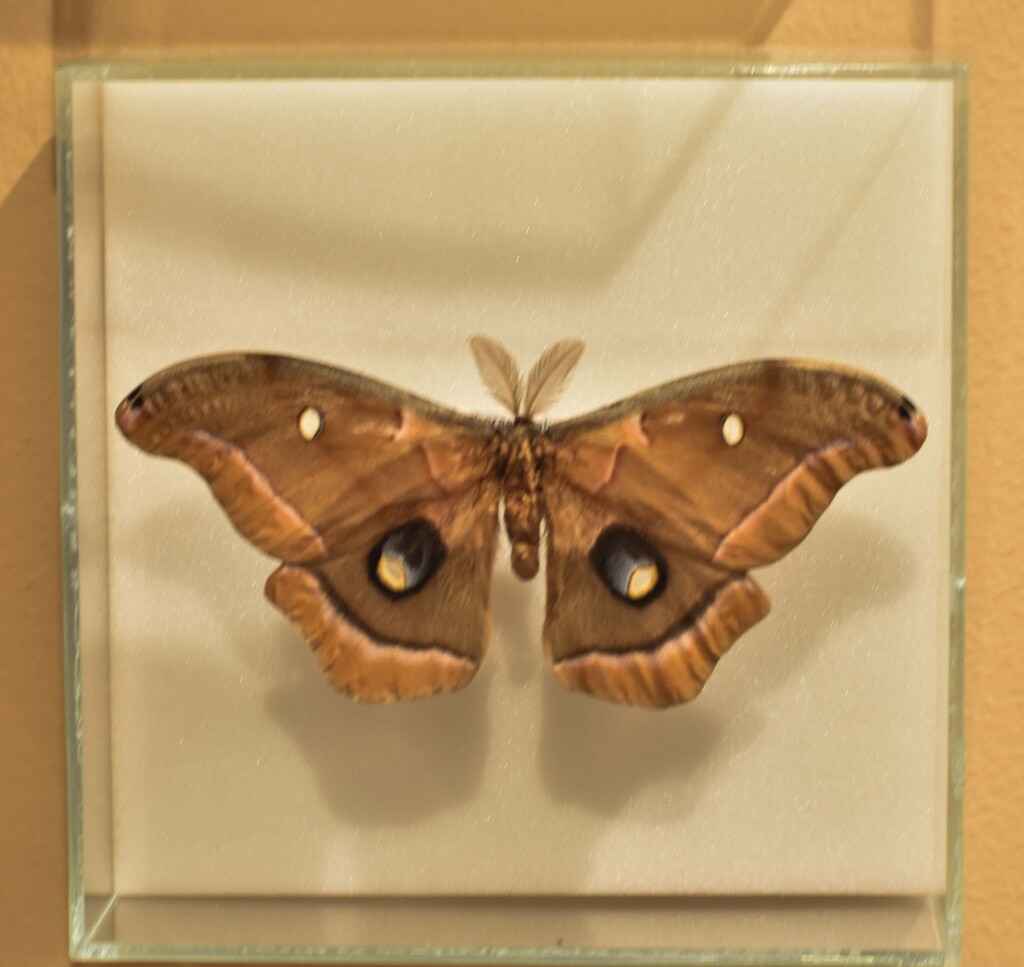 A Variety Of Moth... by bjywamer