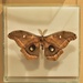 A Variety Of Moth...