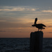 Brown Pelicans  by dkellogg