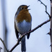 Singing Away by pcoulson