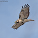Soaring By by mccarth1