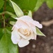 Pink rosebud