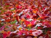 9th Dec 2024 - I Love You Leaves